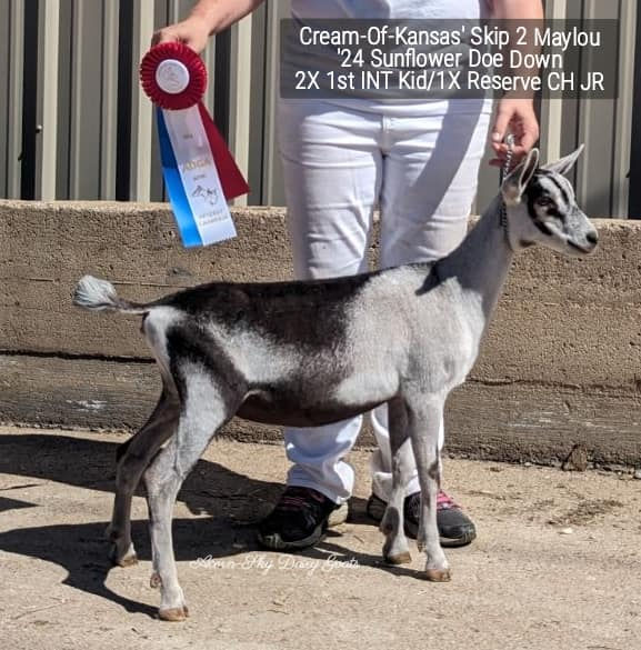 Cream-Of-Kansas' Skip 2 Maylou3