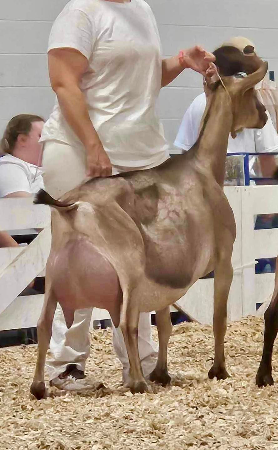 GCH Kara-Kahl MRR Amal