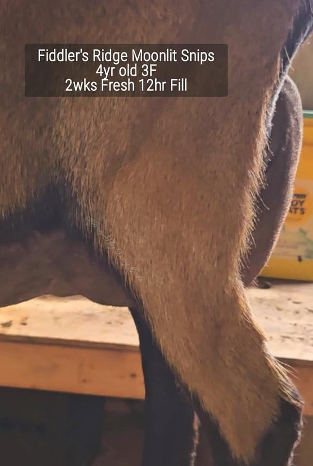 Fiddler's Ridge Moonlit Snips SU