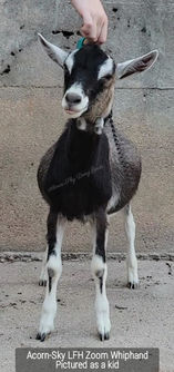 Acorn-Sky LFH Zoom Whiphand