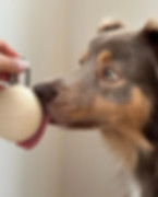 silicone-dog-treat-training-pouch-holder-dispenser-food-grade_edited.jpg