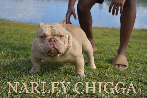 Narley Chigga.JPG