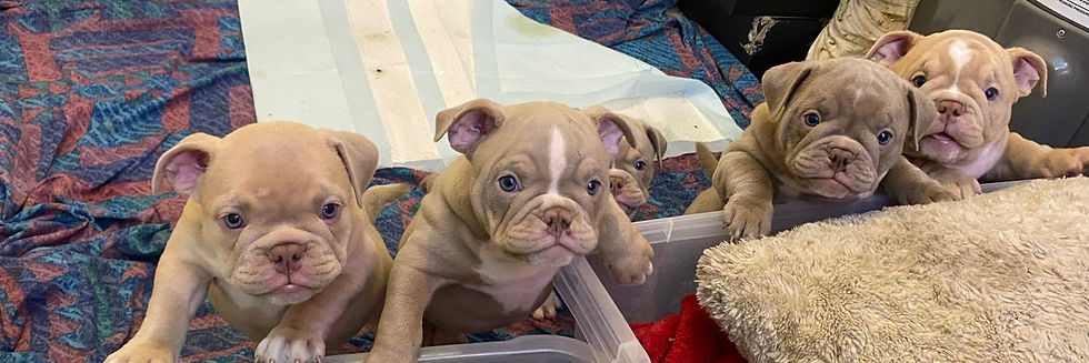 Tips for New Dog Owners