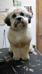 Pet Grooming, Hand scissoring