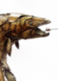 Brown-Trout-9-6_edited_edited_edited.png