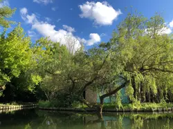 Arbres hortillonnages