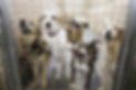 Locked kennel dogs abandoned, sadness.jp