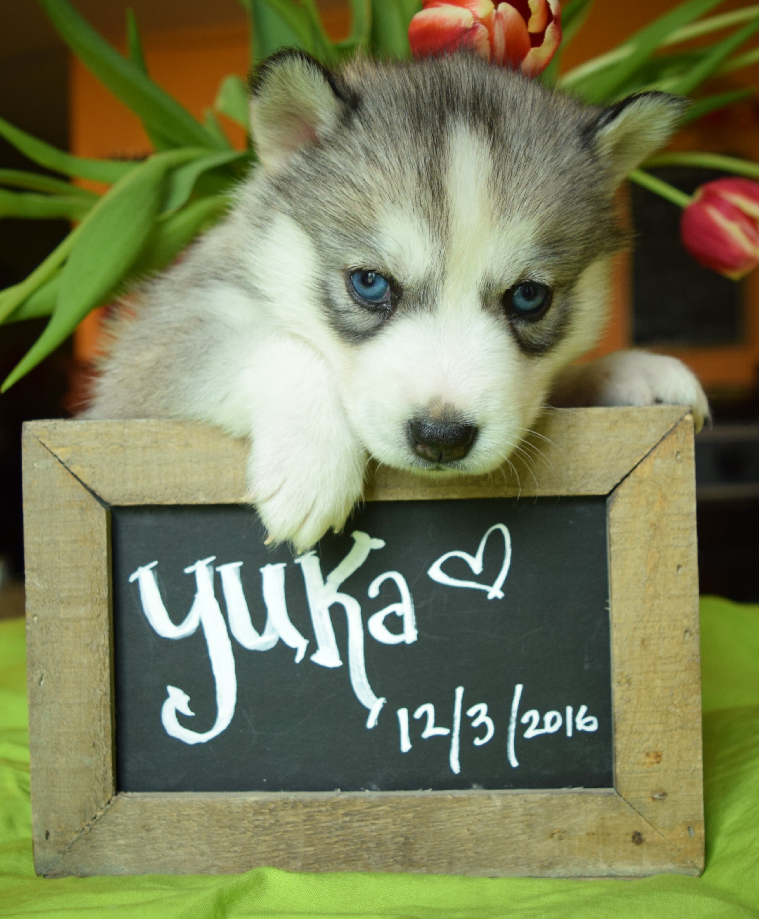 @yuka_wolf_dreams