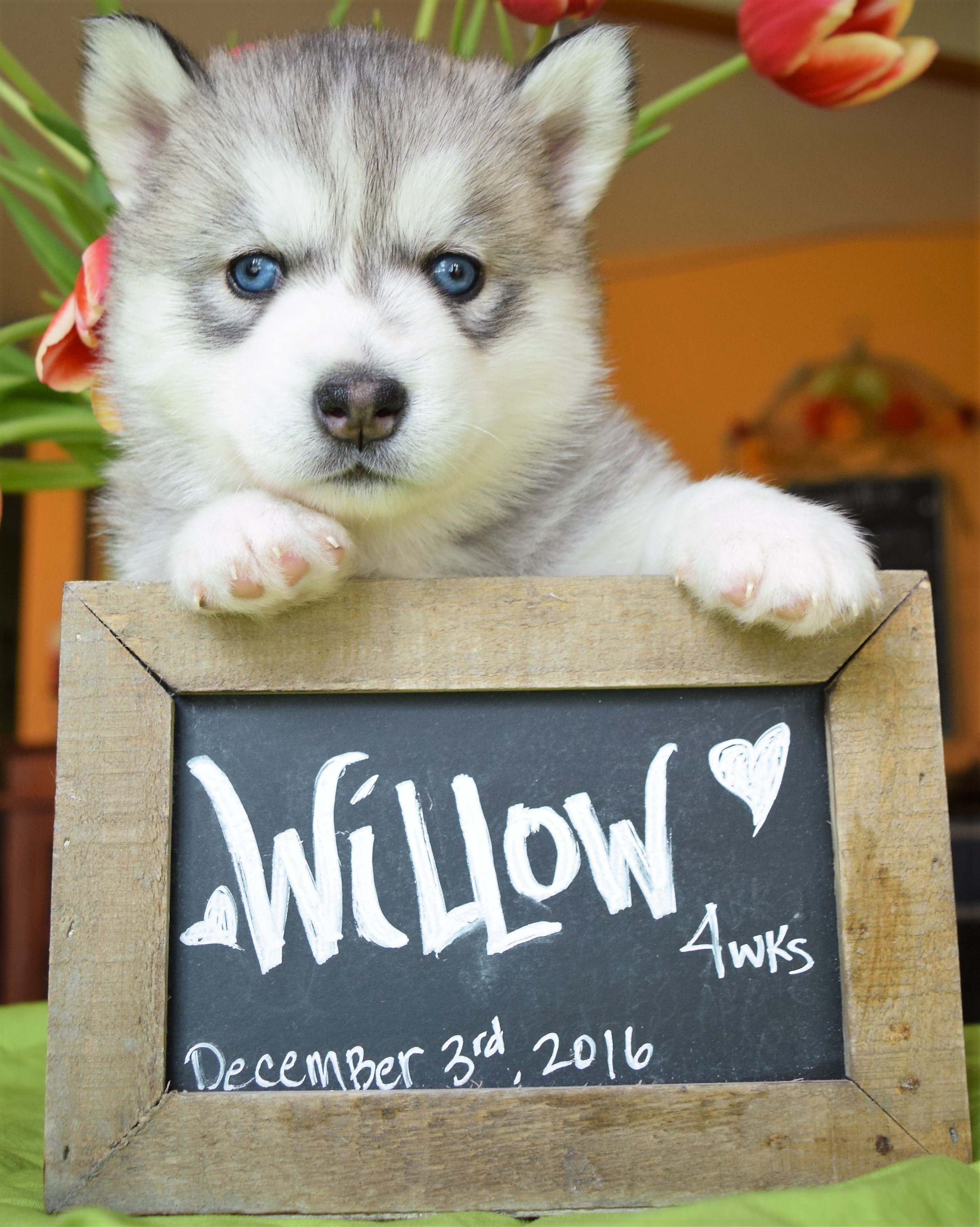 @willowzadventures