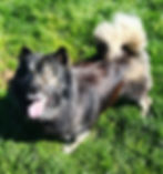 r's Grazing the Fields- "Byson"