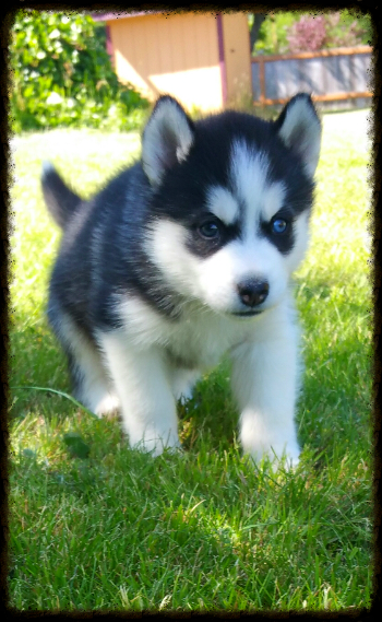 @bear_the_siberianhusky