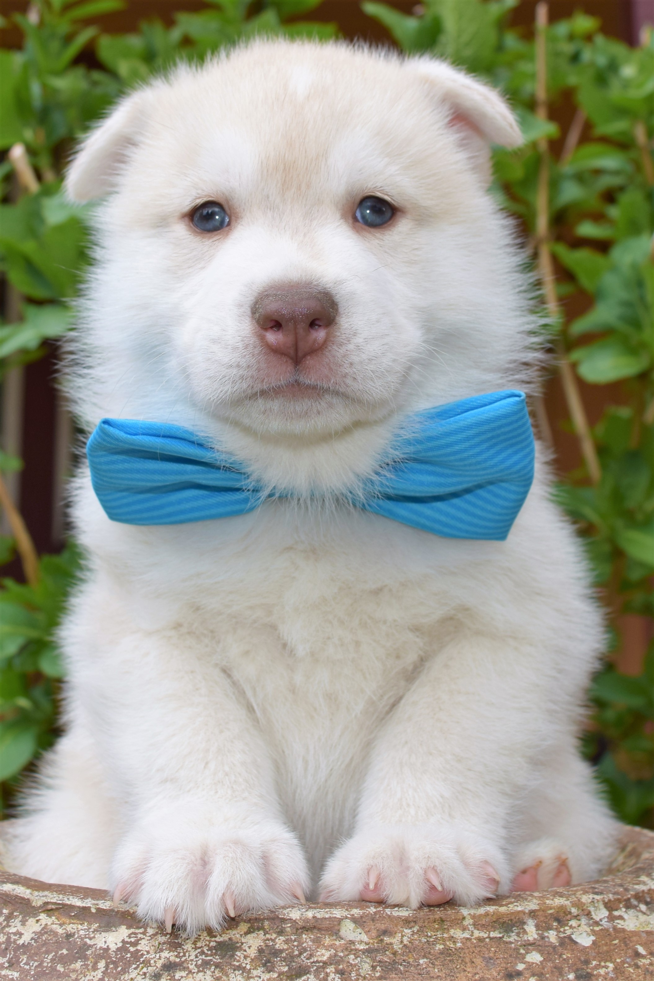 @kazdenkeahi.siberian