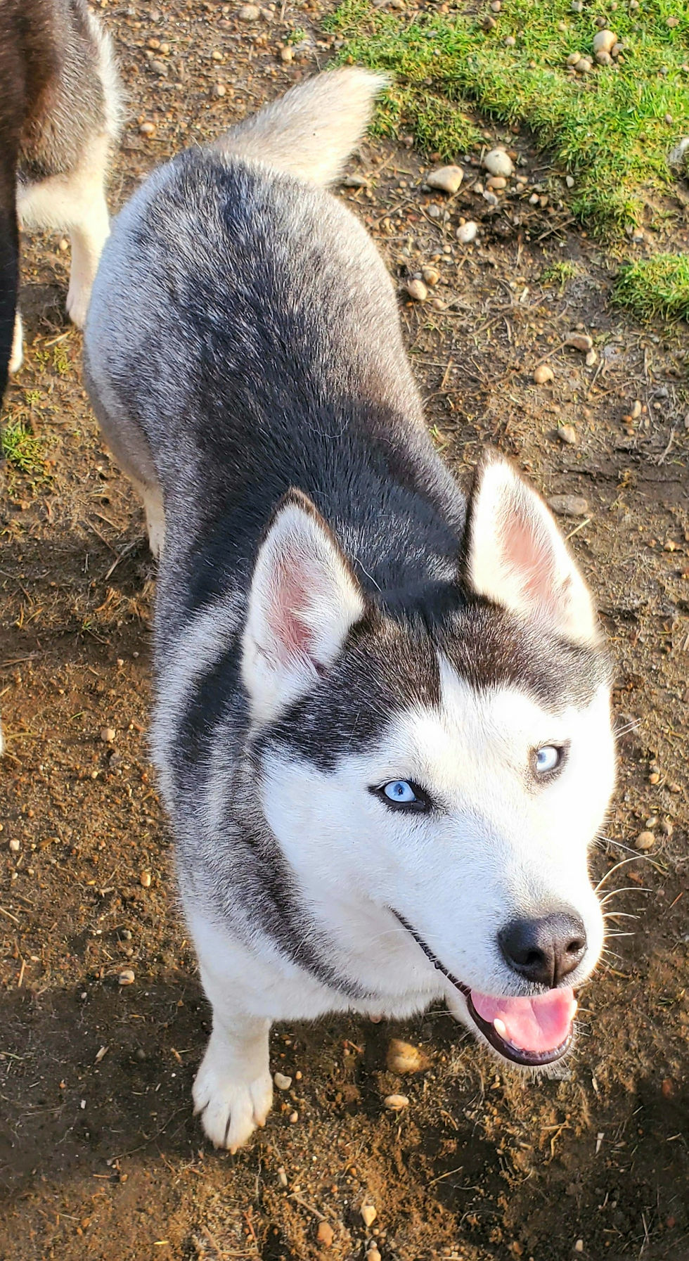 Skyler's Sugar Sweetness Sakari