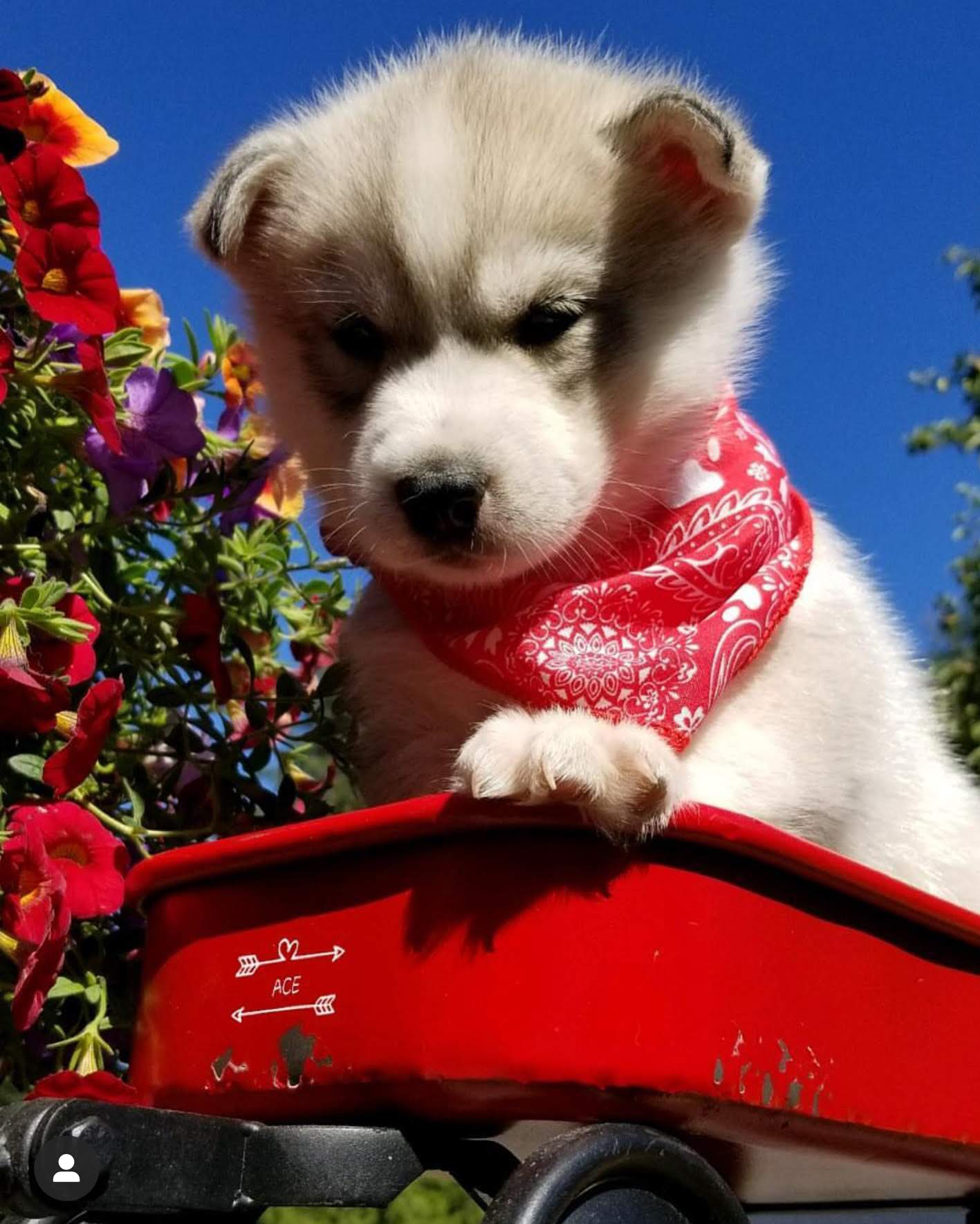 @ourhuskyace
