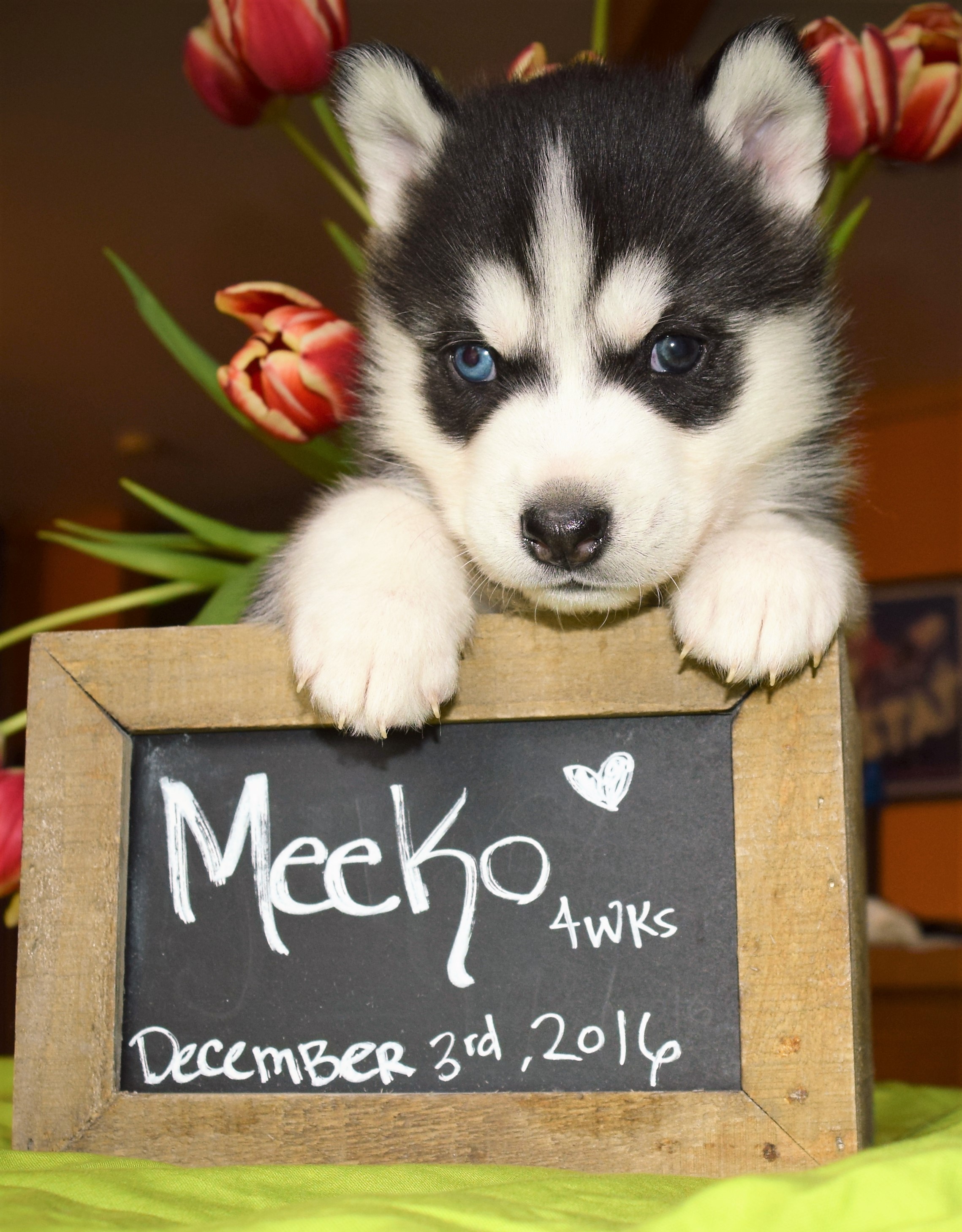@the.adventures.of.meeko