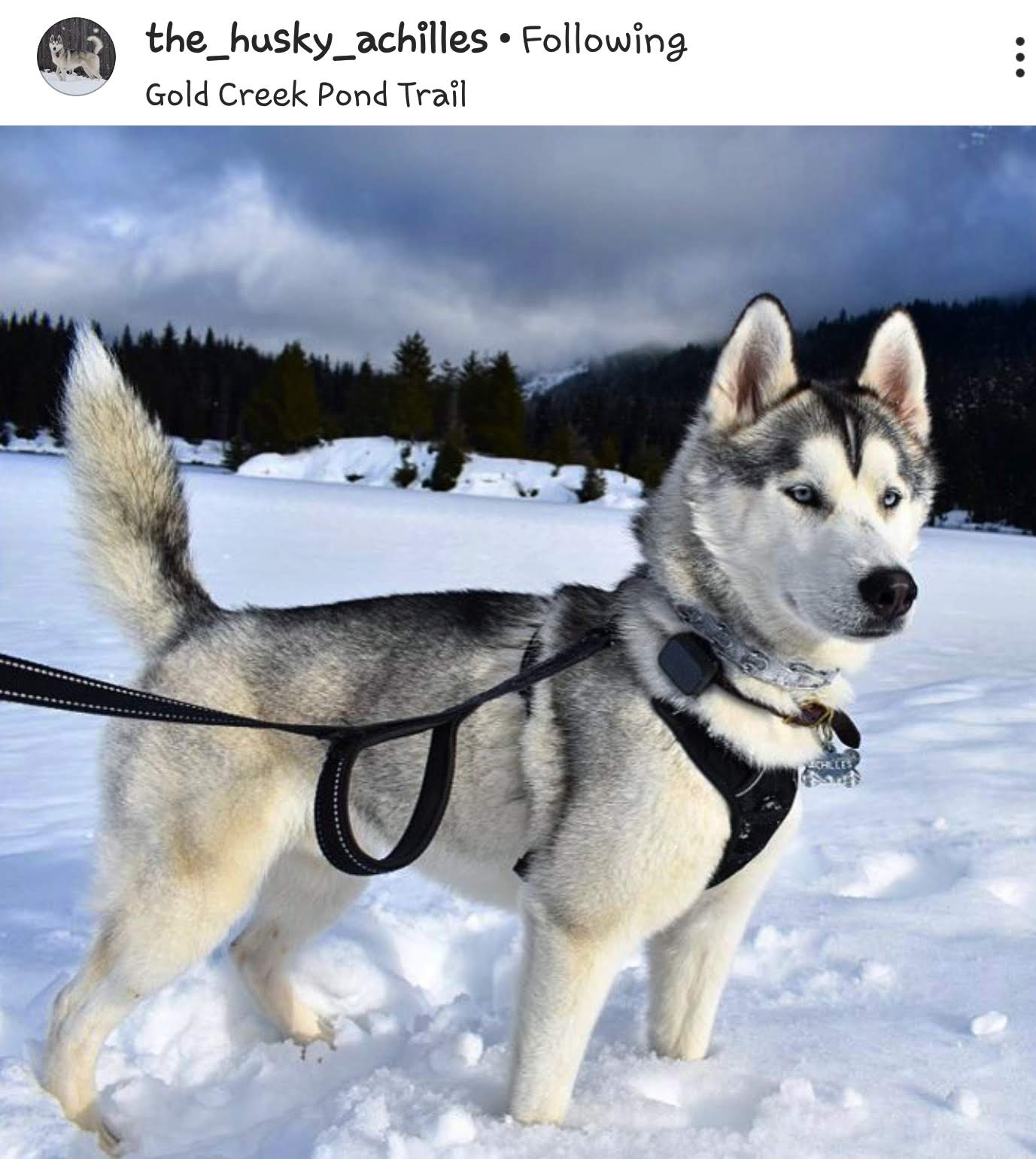 @the_husky_achilles