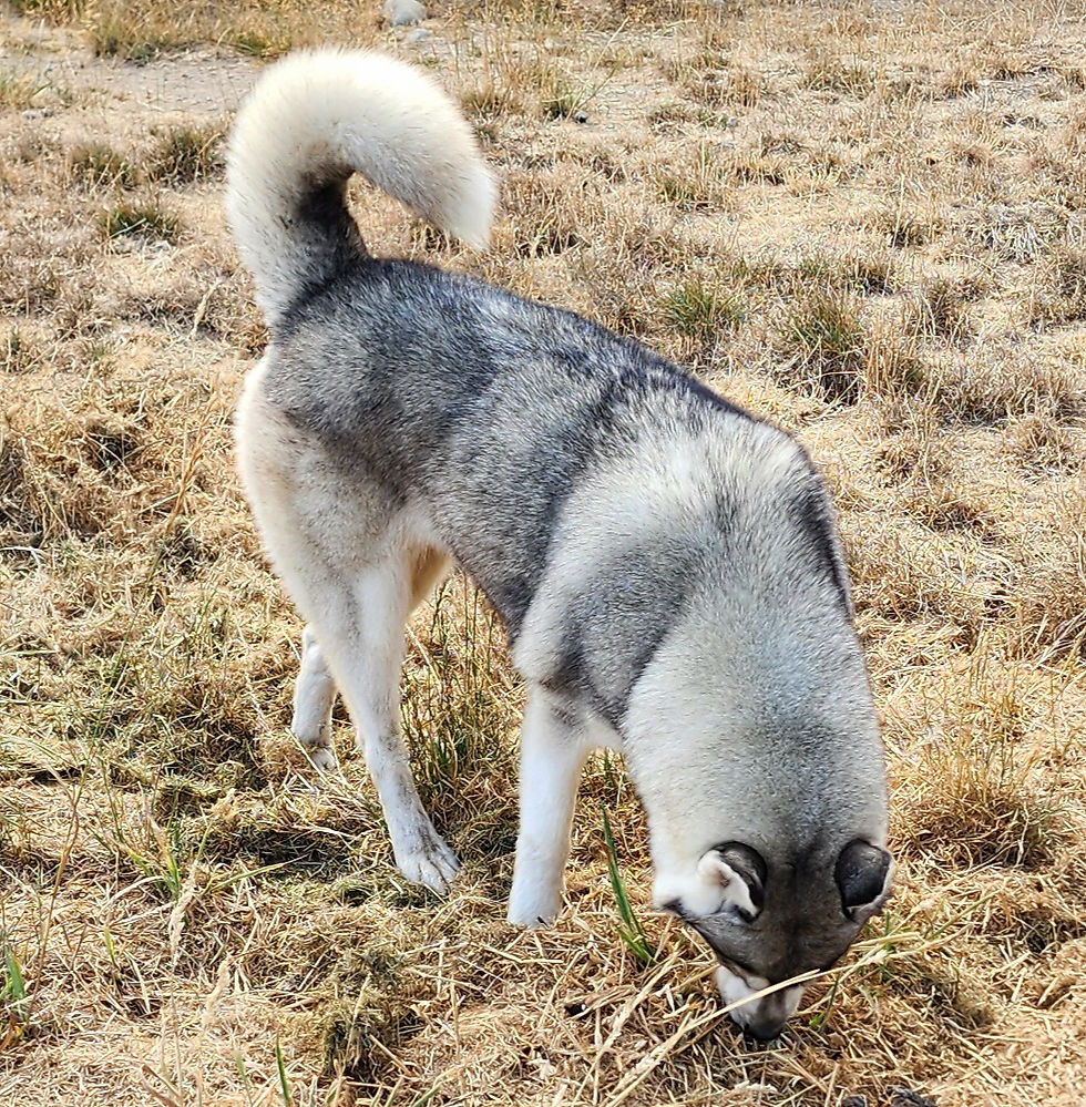 CR Mystic Mountain Irish Spirit - "Markee"