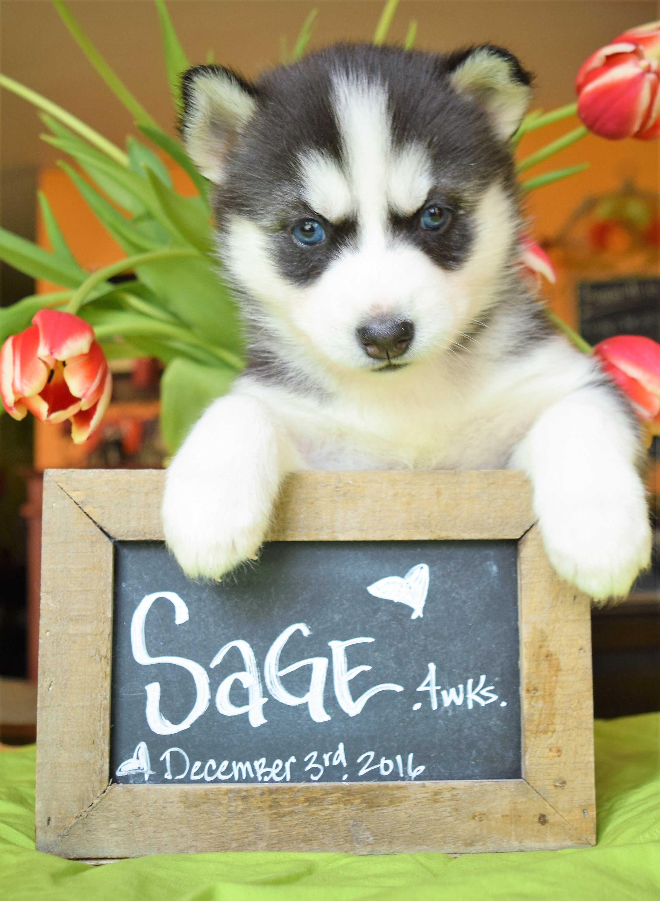 @sage.the.husky