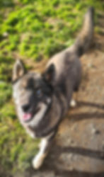 Skyler's Glacier Midnight Badger