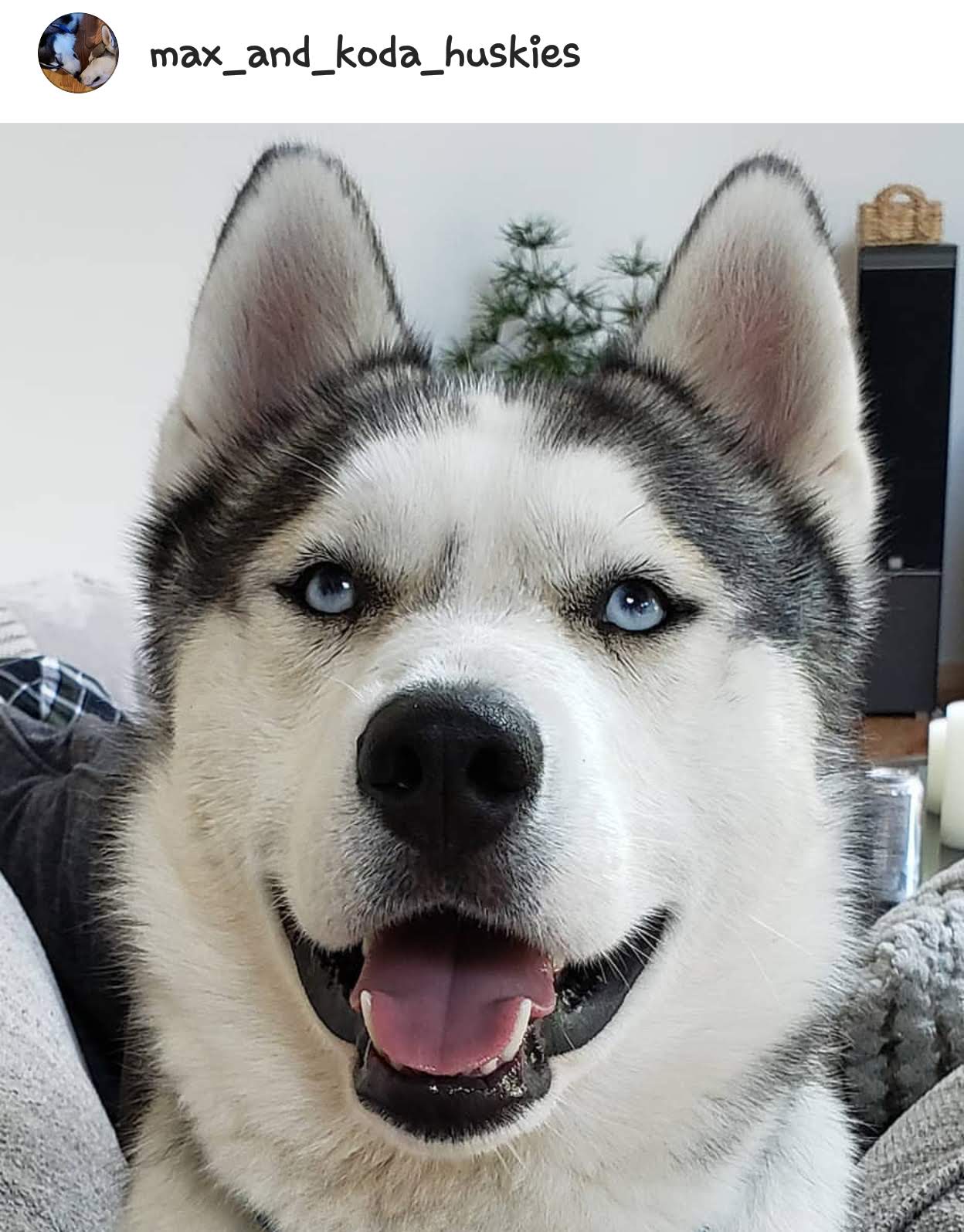 max_and_koda_huskies "Koda"