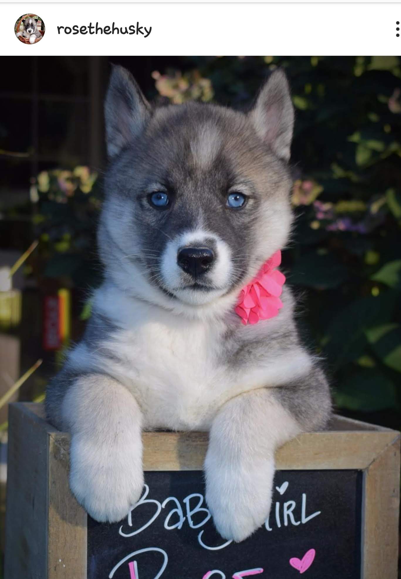@rosethehusky