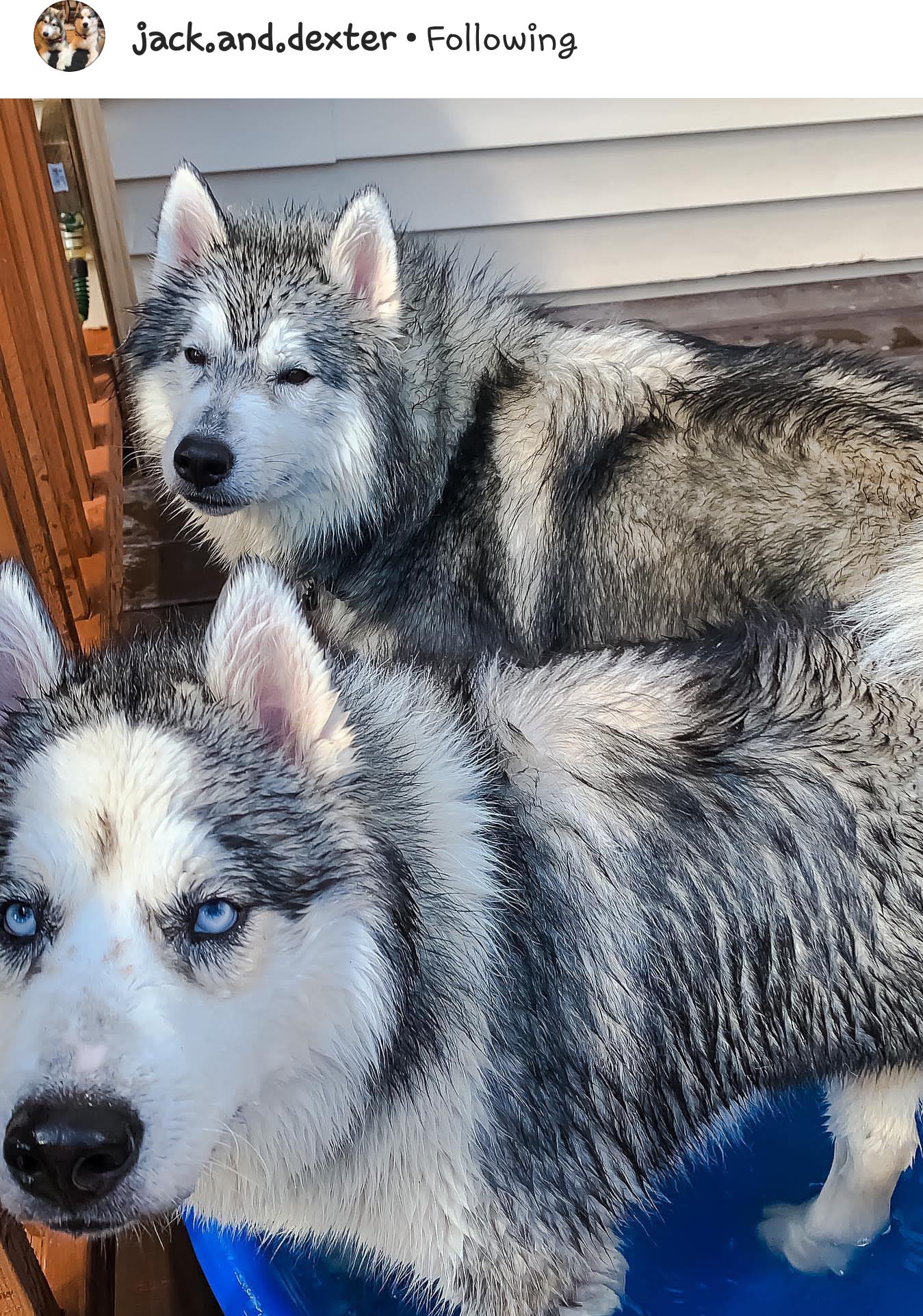 @jack.and.dexter