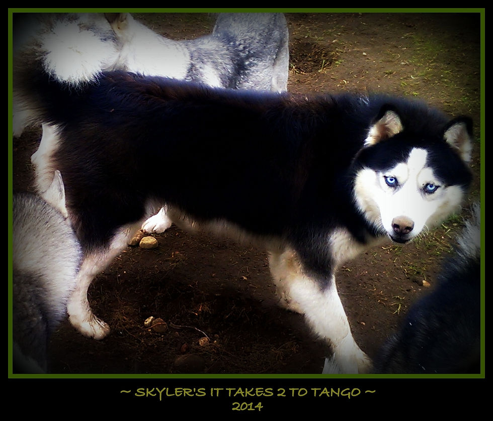 Skyler's It Takes 2 to Tango