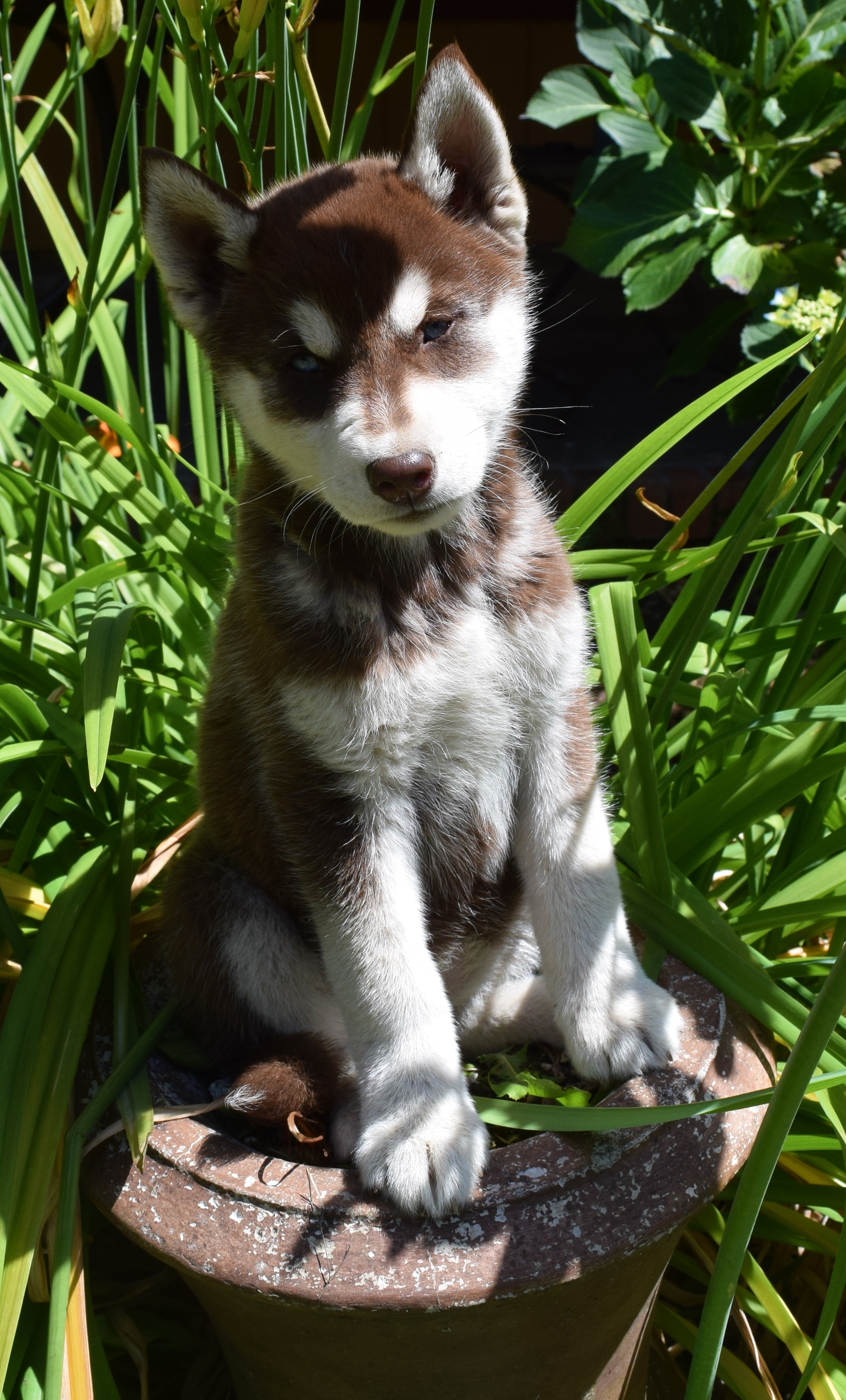 Kiska
