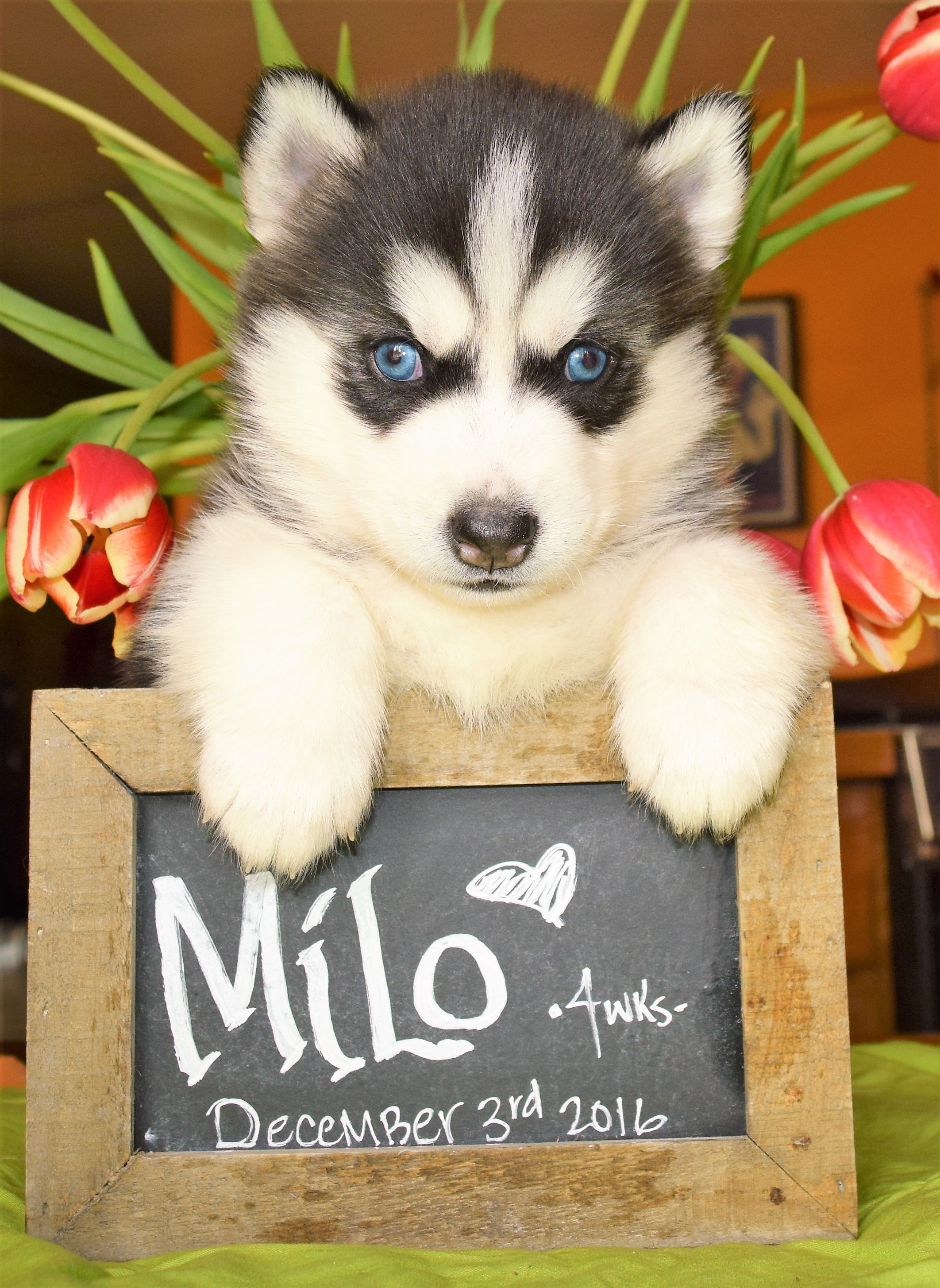 @huskymilonyc
