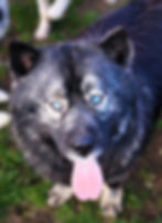 Skyler's Grazing the Fields- "Byson"