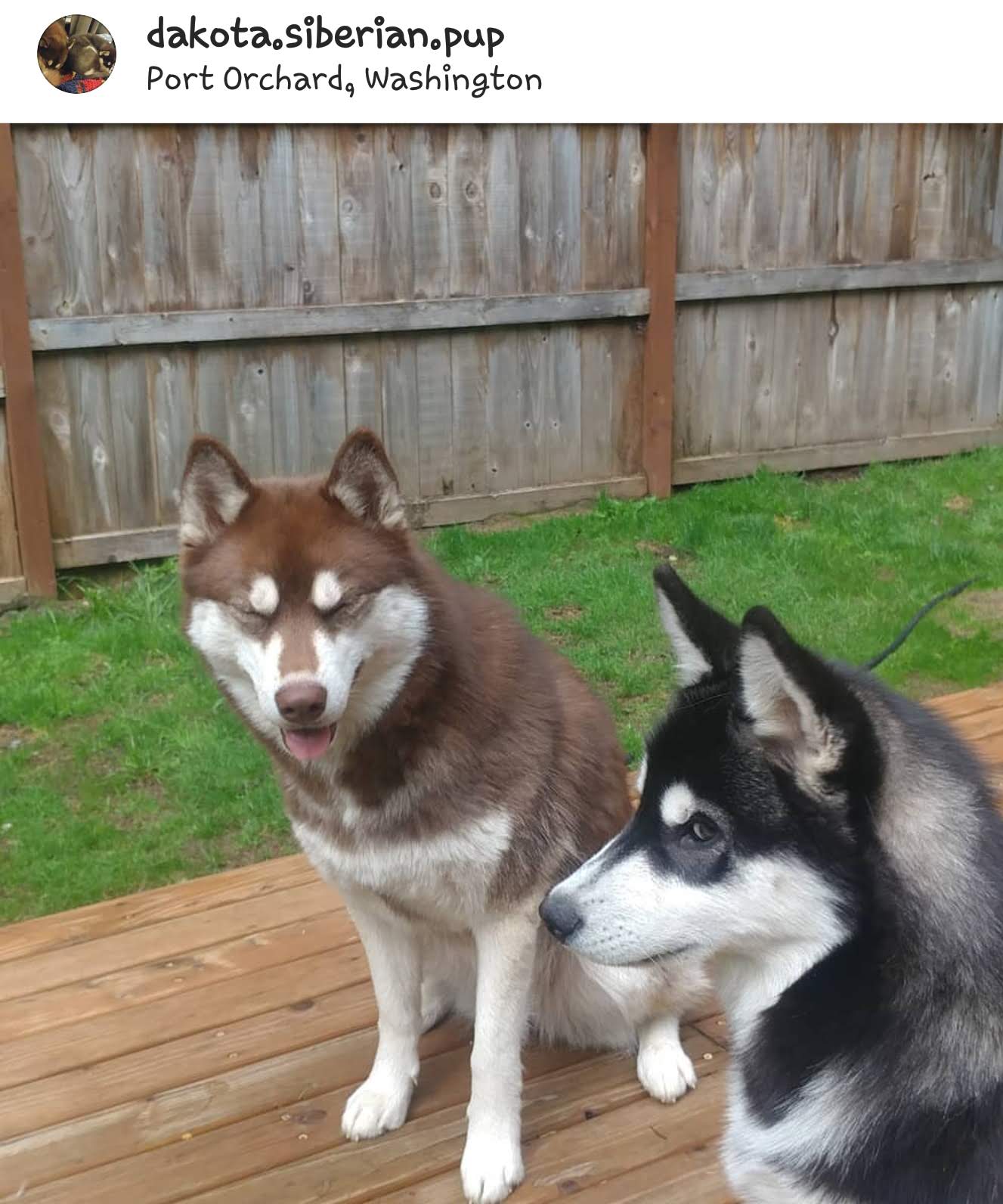 @dakota.siberian.pup