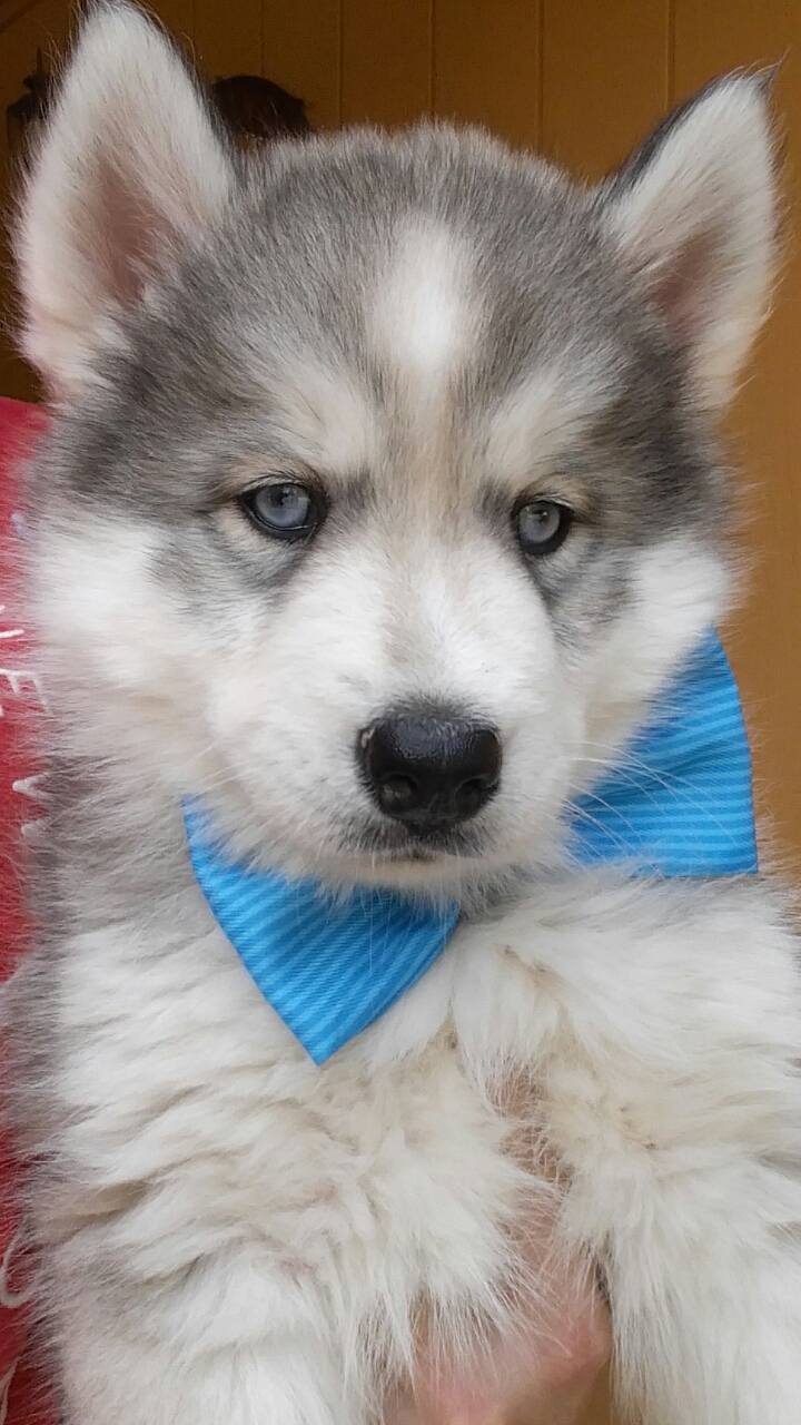 blueeyed boy3