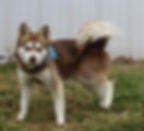 Timber, Alaskan Klee Kai