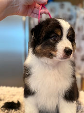 Black Tri Miniature American Shepherd Puppy