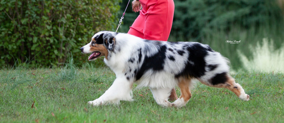 Blue Merle Australian Shepherd dog walking