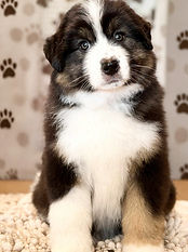 Black tri Miniature American Shepherd Puppy