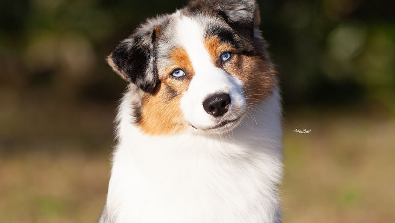 Miniature American Shepherd with striking blue eyes