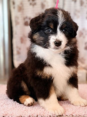 Black tri Miniature American Shepherd puppy