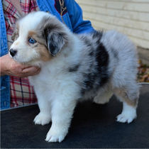 Adorable blue merle Miniature American Shepherd puppy