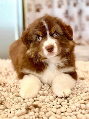 Red Tri Miniature American Shepherd Puppy