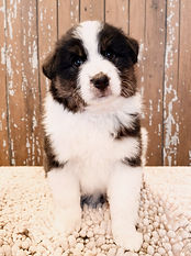 Black Tri Miniature American Shepherd Puppy