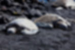 Two Hawaiian sea turtles rest on black sand, basking in the island sun amid volcanic rocks.