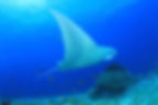 A manta ray glides over a coral reef, surrounded by tropical fish near Hawaii’s Big Island.