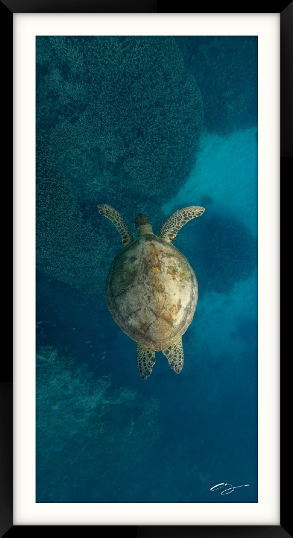 Thumbnail: DEPTHS OF THE REEF