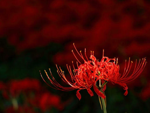 彼岸花の写真