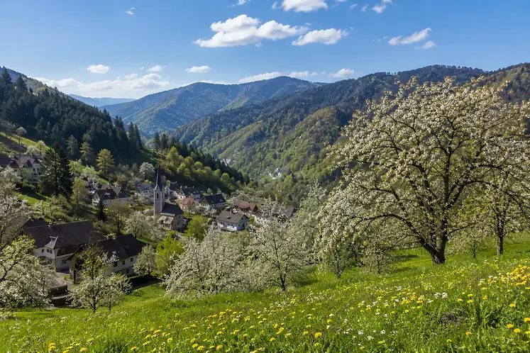 printemps-en-alsace-vosges.webp