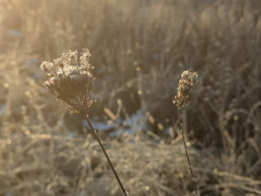 Leave the stems for the birds and the bees!