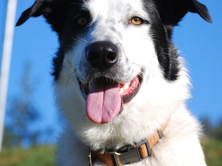 Training Tails - Jimmy, Week 3