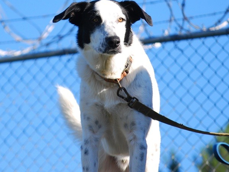 Training Tails - Jimmy, Week 2