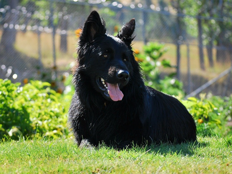 Training Tails - Riggs, Week 4